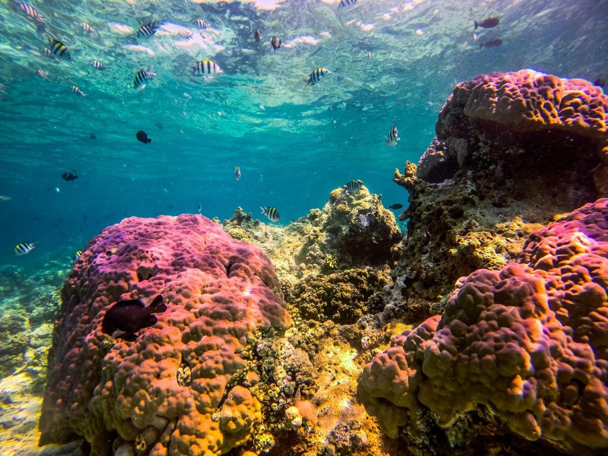 Dpm Koh Tao Diving Hotel & Bar Exterior foto